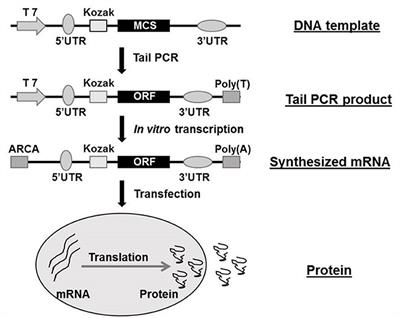 Therapeutic Prospects of mRNA-Based Gene Therapy for Glioblastoma